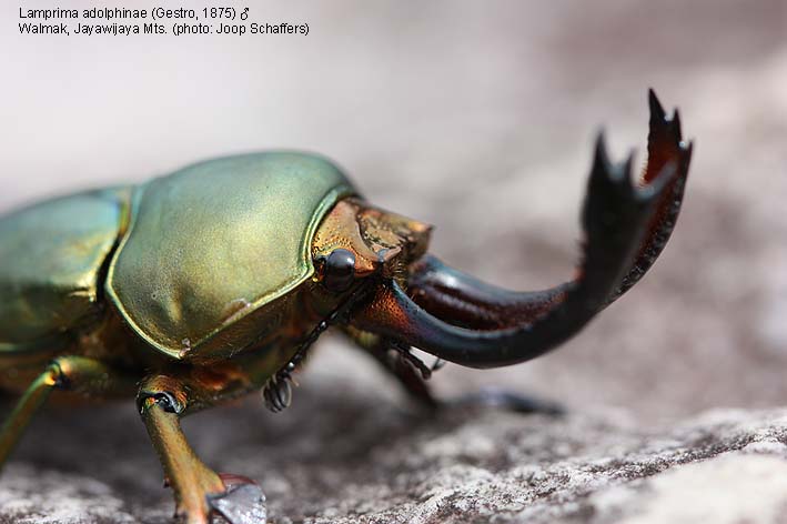 Papua Insects Foundation (Coleoptera/Lucanidae thumbnails)